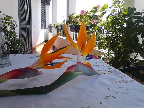  Maravilhas House , in Madeira Island in Funchal