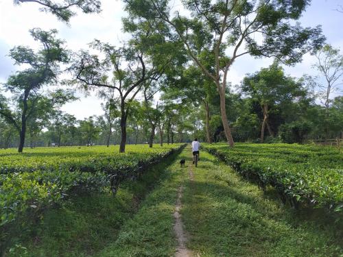 Puroni Bheti Tea and Farm Retreat