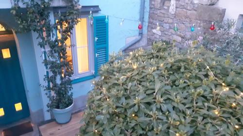 Little garden