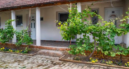 Julia Apartman in Pacsér