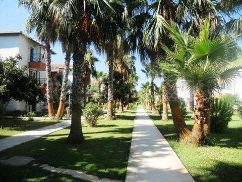 Palm city
