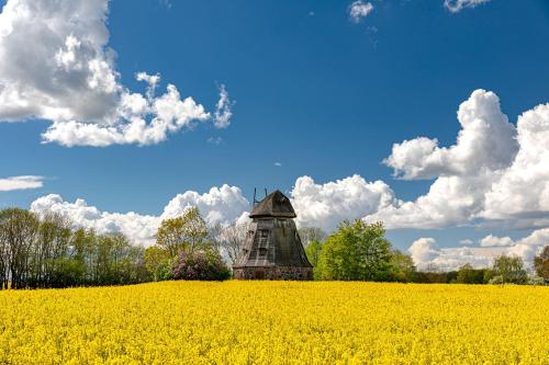 Ferienhäuser am Müritzarm - image 3