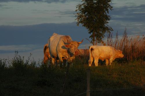 La Rose des Vents - image 3