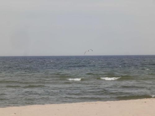 Strand und Waldhaus Ostseeperle - image 2