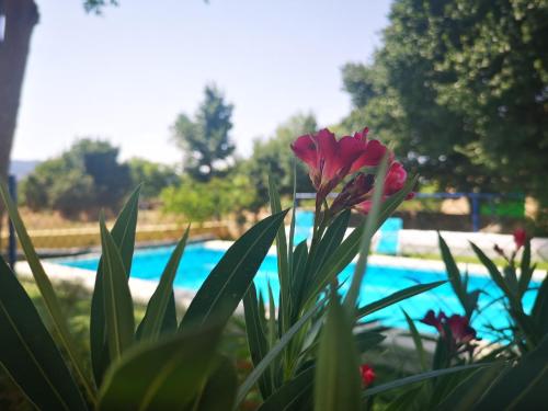  Casa Rural El Llano Quintanilla, Unterkunft in Yecla