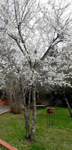 Gli Ulivi Bed & breakfast - image 11