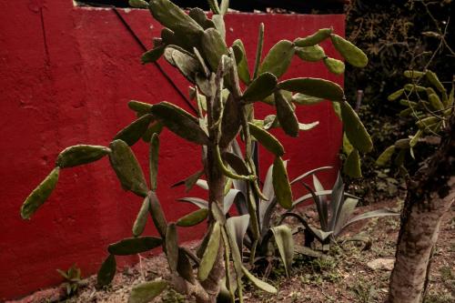 Casa Sofi & Martín, cozy Mexican home