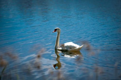 VieniKrante VieniKrante