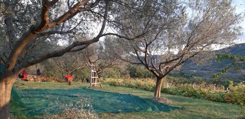 Il Glicine in San Dorligo Della Valle