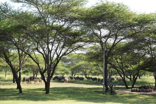 Garden, Bayala Nyala Breeders Private Game Reserve in Mkuze