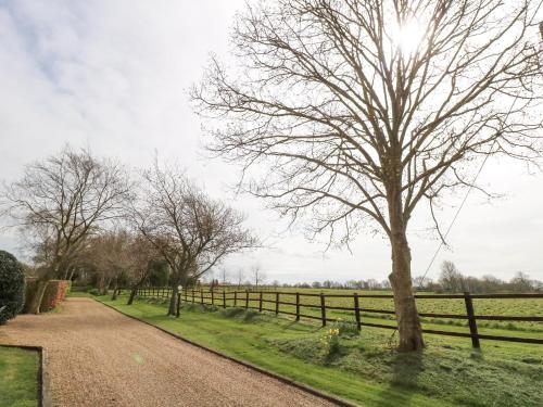 Pear Tree - image 10