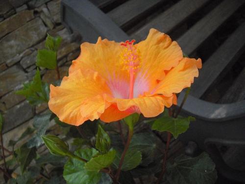 B&B Hibiscus - main image