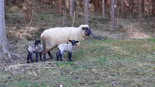 Ferienhaus und Apartment Idolsberg in เซเฟลด์ คาโดลซ์