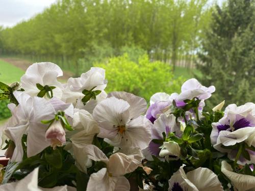 B&B Happiness in the Country