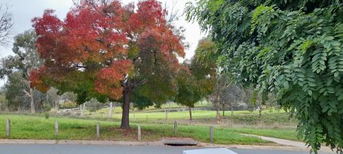 Garden, Sweet Holiday Home by the Golf Course in Northern Canberra