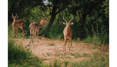 Matatane Camp - Babanango Game Reserve