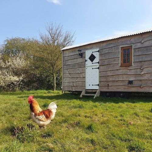Cheviot gîte à louer Trunch