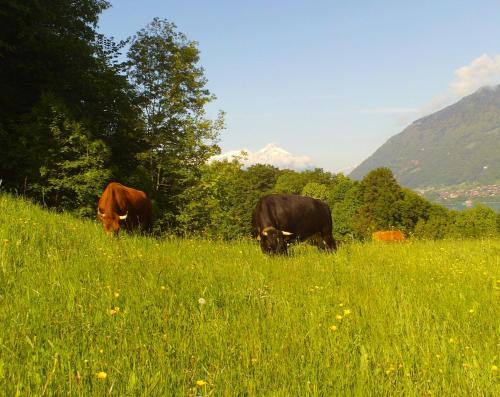 Brunners harzerhof in Iseltwald