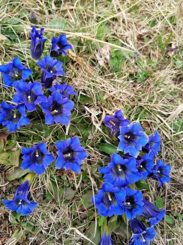 A környék, Brunners harzerhof in Iseltwald