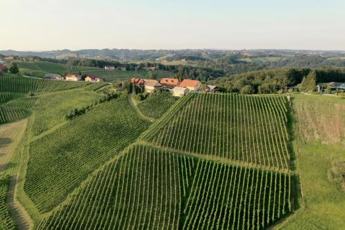 Alrededores, Wine & Tourism Bračko (Wine & Tourism Bracko) in Dobrna