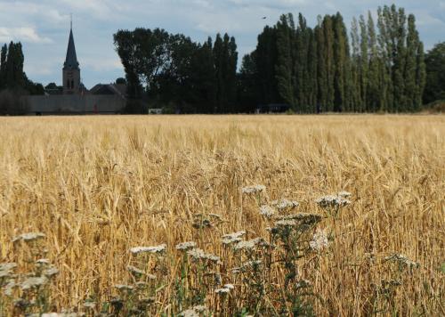 Pipowagen Jasmijn bij Pipowagen en kampeerhoeve s Gravenhof