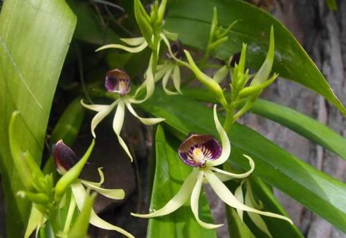 photo of Zopango Orchids Island