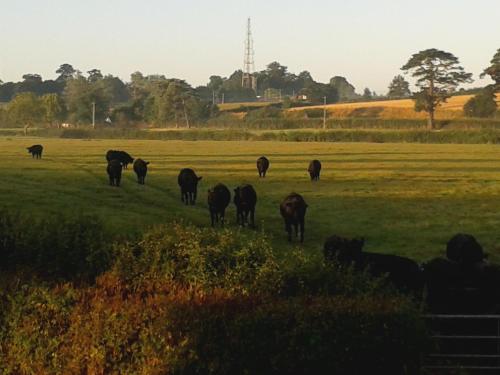 Courtbrook Farm - image 8