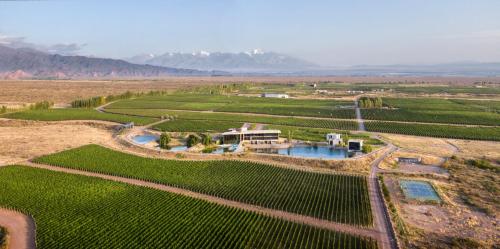 Casa de Uco Vineyards and Wine Resort - Hotel - Los Árboles