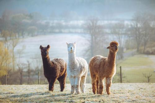 Shabby Shepherds