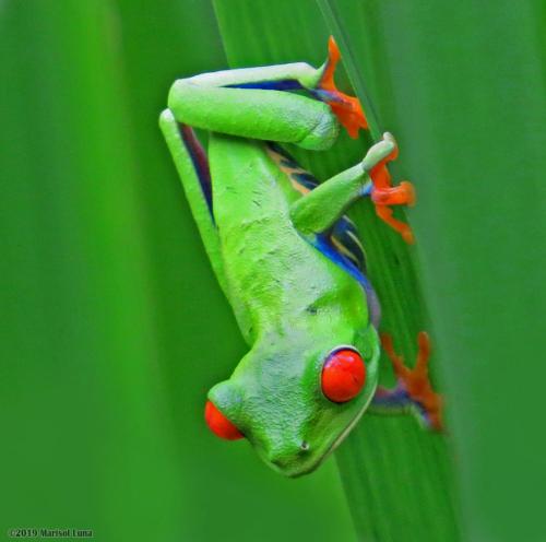 La Selva Biological Station