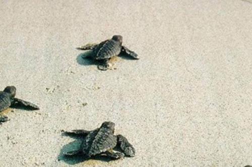 Kyparissia Karyes Studio Village gîte à louer Zacháro