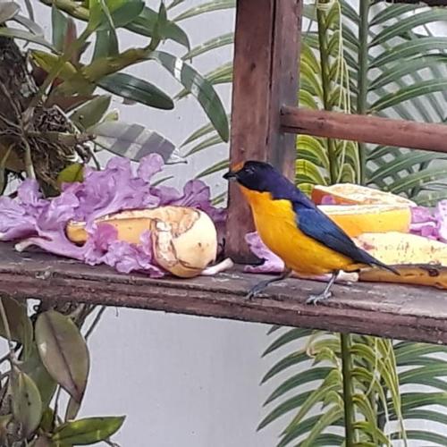 Suites Beija-Flor