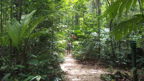 Daintree Crocodylus