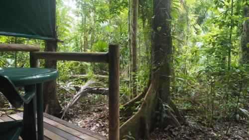 Daintree Crocodylus