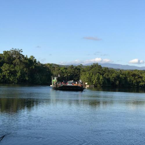 Daintree Crocodylus