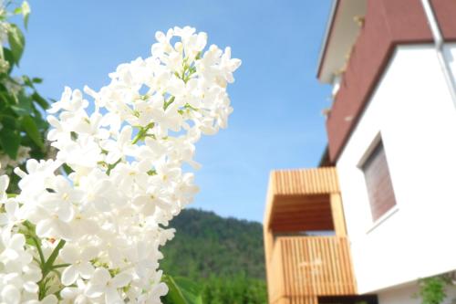 B&B Casa sul Lago - Appartamenti - Accommodation - Calceranica al Lago