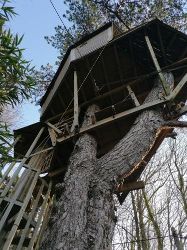 SHERWOOD TREE 3