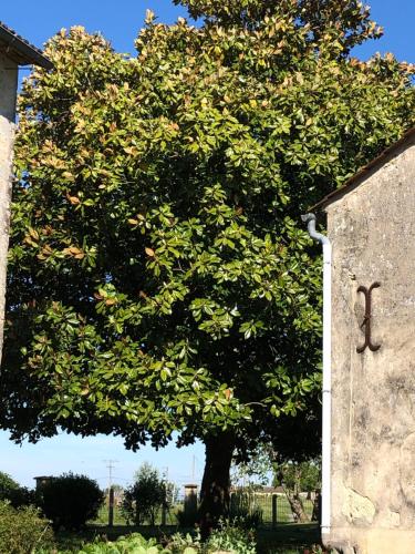 Les deux magnolias in Doulezon