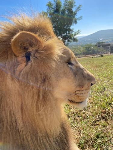 Pumbaa Wildlife Park & Accomodation in Nelspruit