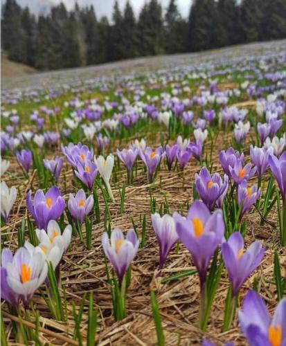 Camere Nordest Sudest- Conca Agordina - Agordo