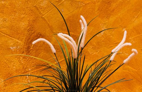 Casa Conchilla La Casita - image 8