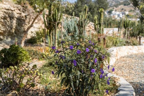 Anassa Cycladic Village