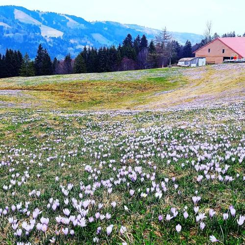 Landhaus Eibelesee