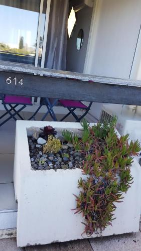 LE CACTUS Studio Naturiste Coursives - image 3