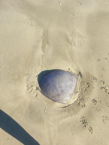 The Sparrow's Nest Beach-Front Self-catering The Sparrow's Nest Beach-Front Self-catering