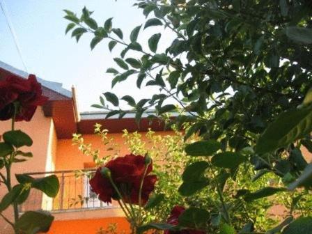 Lary Hostel - Accommodation - Suceava