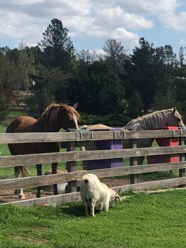 ALPINE COUNTRY MOTEL plus FREE COFFEE in คูม่า