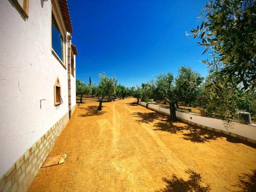 villa immersa in oliveto vista mare