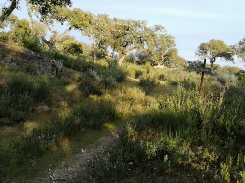 Monte da Fonte Santa de São Luís