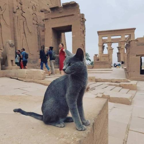 Spirit Luxor Luxury